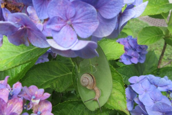 カタツムリとブルーベリー🐌