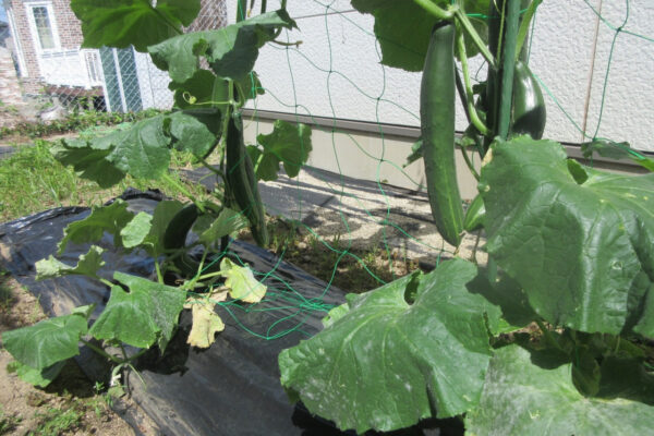 きゅうりの収穫🥒